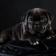 thumb-1920-855615.jpg LAMP / LITHO Cane Corso