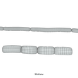 Bacillus_Wireframe_3.png Bacillus Bacteria