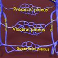 file-12.jpg Venous system thorax abdominal vein labelled 3D model