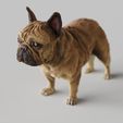 French-Bulldog.1765.jpg French Bulldog,Frenchie - STL & VRML COLOR FORMAT !- DOG BREED - SITTING POSE - 3D PRINT MODEL