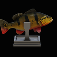 peacock-bass-trophy-1-1-10.png Peacock bass (Cichla ocellaris) fish in motion trophy statue for 3d printing