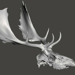 fallowdeer.jpg STL file Fallow deer skull, Cervus dama head cranium・3D printer design to download