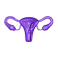 utero.stl UTERUS AND OVARY  FOR HUMAN ANATOMY STUDY