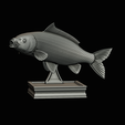 common-carp-trophy-2-2-1-25.png COMMON CARP (CYPRINUS CARPIO) fish in motion trophy statue detailed texture for 3d printing