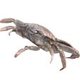 2.jpg KREBS KREBS AMPHIBISCHE TADPOLE TIER ANATOMIE 3D MODELL Maniküre Krabbe Cleistostoma Dilatatum RAPTOR