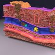 cancer-metastasis-spread-3d-model-blend-26.jpg cancer metastasis spread 3D model