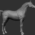 24.jpg Horse Breeds Collection