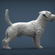 Jack-Russell-Terrier6.jpg Jack Russell Terrier Longhair 3D print model