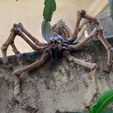 Skeleton_Spider2_4.jpg TARANTULA FLEXI PRINT-IN-PLACE SKELETON SPIDER_HALLOWEEN