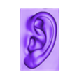 Ear_low.stl EAR FOR ARTIST - Anatomy and Fine Arts studies -