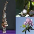 kombi.jpg Tabletop plant: "Rhododendron Nostril" (Alien Vegetation 26)