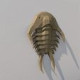 01.jpg Download OBJ file Trilobites low poly • 3D printer model, vitascky