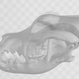 Cranio esquerdo.png Rodhesian Skull