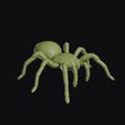 tarantula_0003.jpg Tarantula