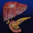 hepato-biliary-tract-pancreas-gallbladder-3d-model-blend-22.jpg Hepato biliary tract pancreas gallbladder 3D model