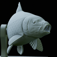 Carp-trophy-statue-41.png fish carp / Cyprinus carpio in motion trophy statue detailed texture for 3d printing