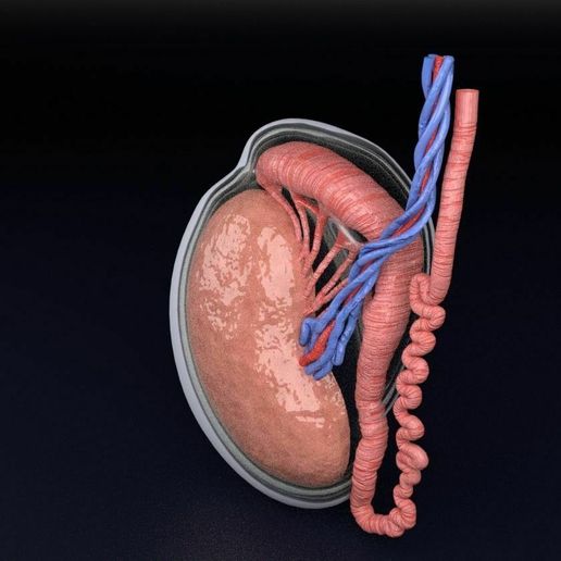 🧪 testis anatomy histology 3D model・ 3D File for 3D printing・Cults