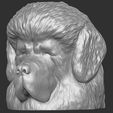 2.jpg Tibetan Mastiff dog head for 3D printing