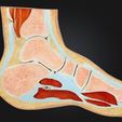 1.jpg Anatomía Pies Modelo de sección transversal