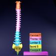 vertebrae-vertebral-column-color-labelled-3d-model-blend-6.jpg Vertebrae vertebral column color labelled 3D model