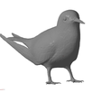Common-tern2.png Common tern