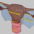 uterus-3d-model-obj-3ds-fbx-blend-3.jpg Uterus human 3D model