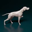 eph-002.jpg English Pointer in hunt