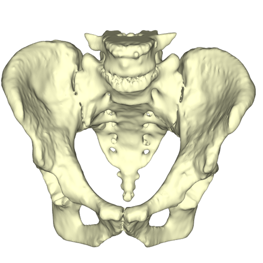 Download Stl File Pelvis • 3d Printable Design • Cults