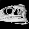 specimen-7.jpg Sphenodon punctatus, Tuatara skull