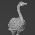 Avestruz1.png Ostrich