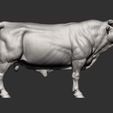 Bull7.jpg Bull 3D print model