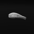 41.png Triplewart Seadevil - Cryptopsaras Couesii - Realistic Angler Fish