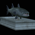 Barracuda-mouth-statue-9.png fish great barracuda / Sphyraena barracuda open mouth statue detailed texture for 3d printing