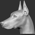 14.jpg Dobermann head for 3D printing