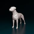 Arg-Boy-NE-007.jpg Argentino Dogo