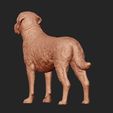 6.jpg Labrador Retriever model 3D print model