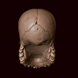 5.png Skull with beard and mustache