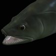 zander-head-trophy-18.png fish head trophy zander / pikeperch / Sander lucioperca open mouth statue detailed texture for 3d printing