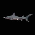 jpg2.jpg Hammerhead Shark