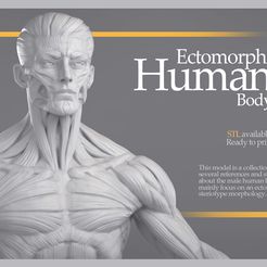 Presentation.jpg Ectomorph Human Body - STL