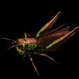 0.jpg DOWNLOAD Grasshopper 3D MODEL - ANIMATED - INSECT Raptor Linheraptor MICRO BEE FLYING - POKÉMON - DRAGON - Grasshopper - OBJ - FBX - 3D PRINTING - 3D PROJECT - GAME READY-3DSMAX-C4D-MAYA-BLENDER-UNITY-UNREAL - DINOSAUR -