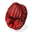 5.jpg BRAIN ANATOMY HEART EYE THORAX TRACHEA TONGUE PULMON LUNGS KIDNEYS LIVER DOWNLOAD 3D MODEL PRINTING THROAT 0