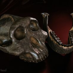 boisei-05.jpg Archivo STL Cráneo de Paranthropus boisei (Australopithecus)・Plan para descargar y imprimir en 3D