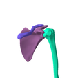 14.png SKELETON OF  LEFT UPPER  LIMB 32 PARTS