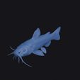 yellowfin_madtom_0015.jpg Yellowfin Madtom