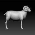 ram_sheep2.jpg ram sheep - Male sheep - Male sheep 3d model