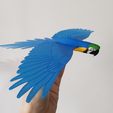 IMG_20240621_152425295.jpg Flying Macaw