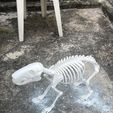 WhatsApp-Image-2025-11-16-at-11.55.24.jpeg capybara skeleton