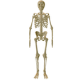 Human-Skeleton-Anatomy.png Anatomia do esqueleto humano