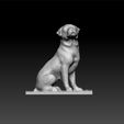 mesh1.jpg Dog - decorative dog - cute dog - decoration dog